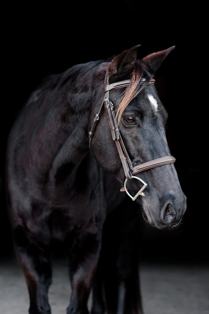 portrait of a black horse on a black background