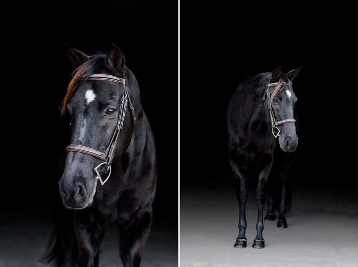 equine portrait photography black background 