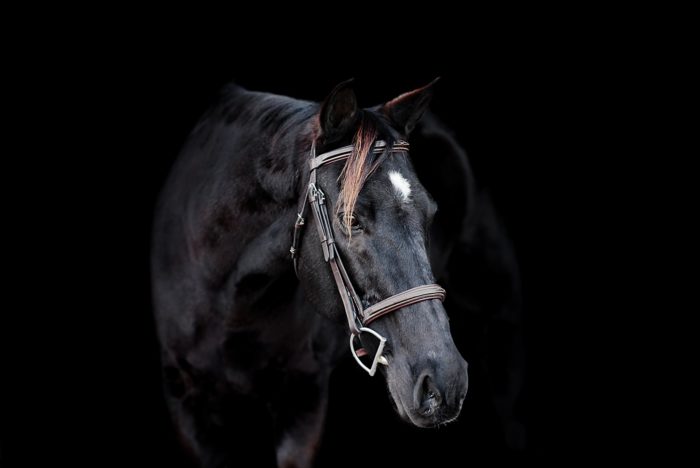 black background equine portrait