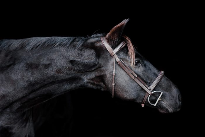 horse head with a black background