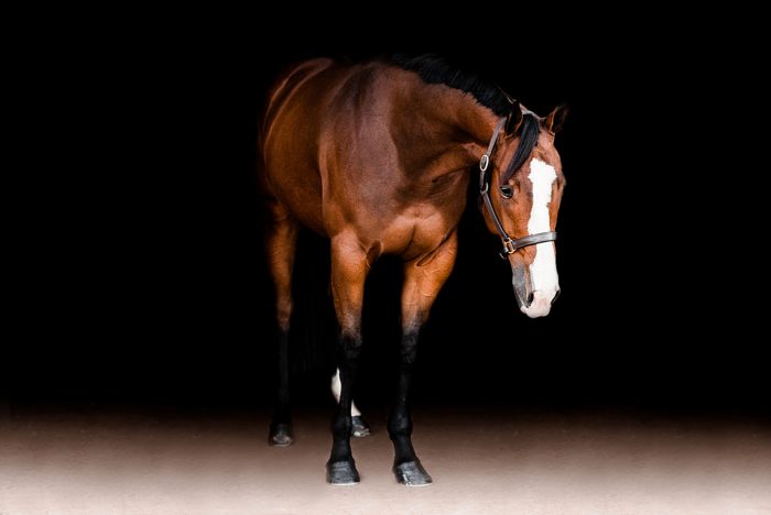 black background pictures of horse