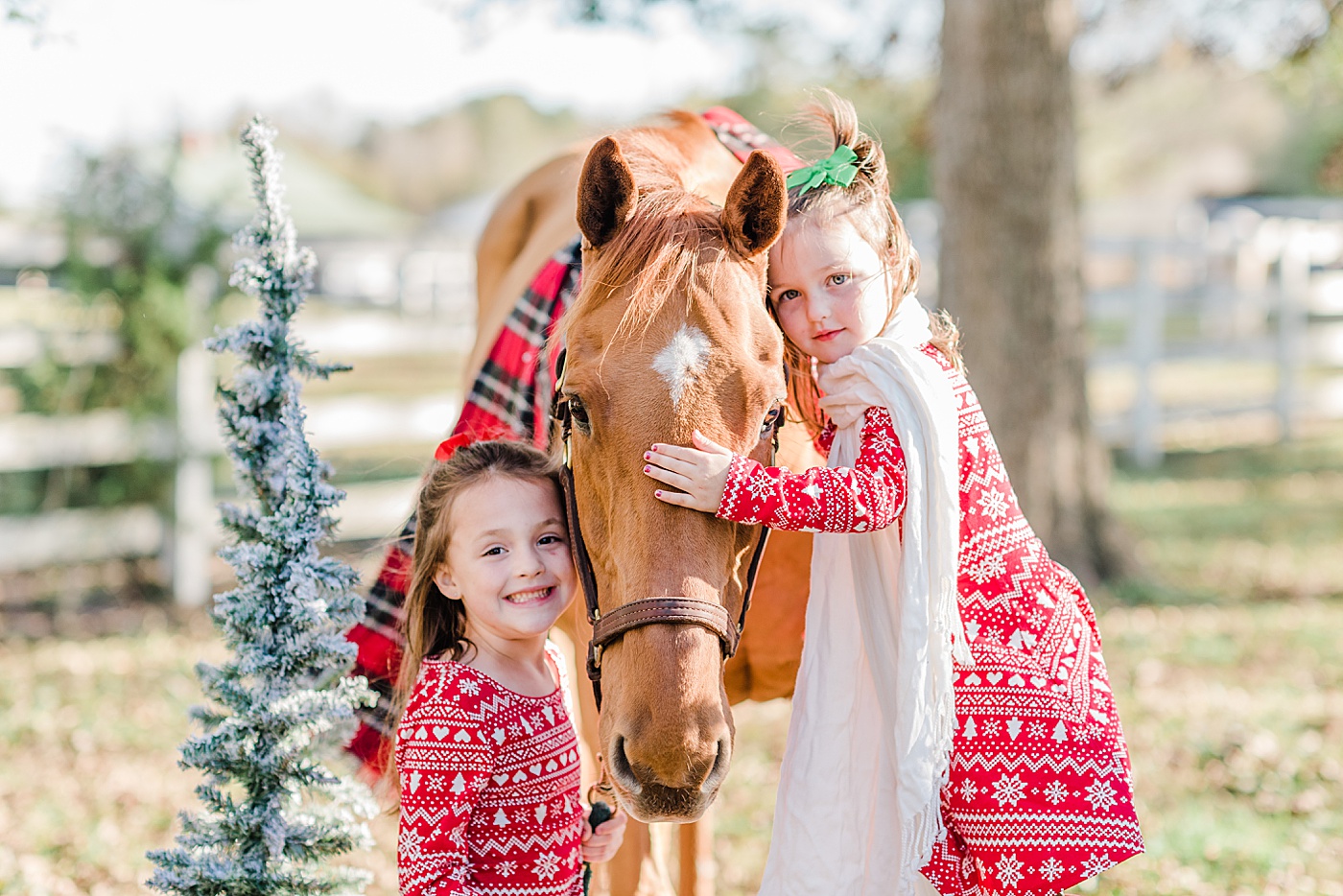 christmas photos with horses
