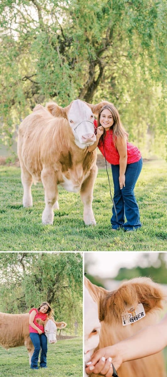 4-h senior portraits with steer