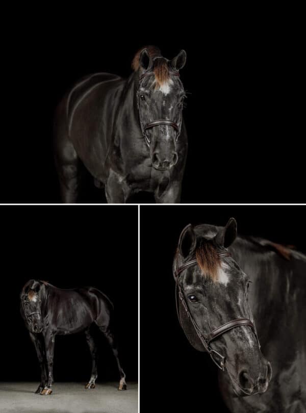 black background horse portraits