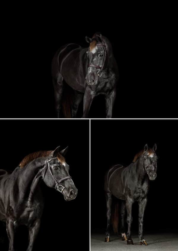 equine studio portraits on a black background