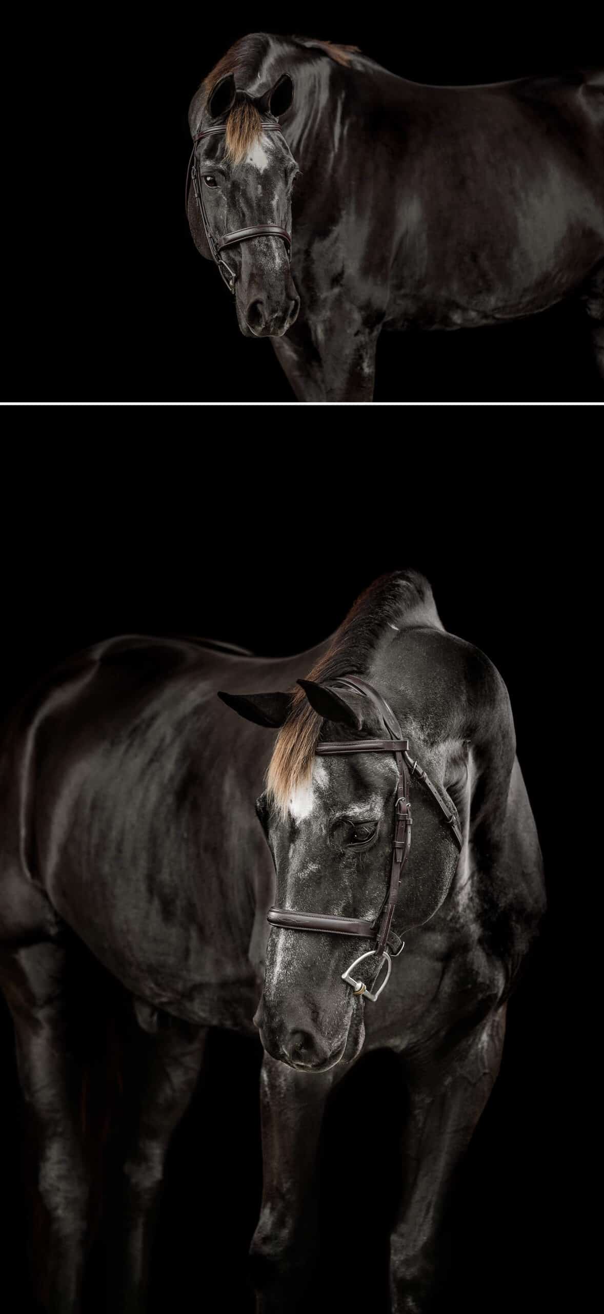 Black Background Horse Portraits Catherine Michele Photography Blog black-background-horse-portraits-catherine-michele-photography-blog